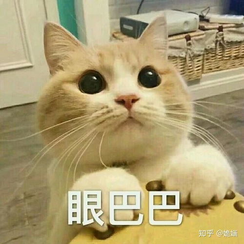 你有哪些关于猫狗的表情包