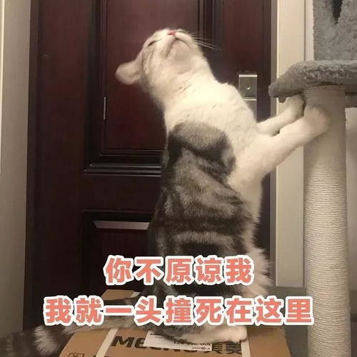 猫咪表情包丨你是要讲道理,还是要我