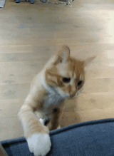 河豚表情包橘猫