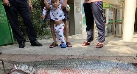保安和凶猛水怪博斗20分钟,化解人工湖危机,都是放生惹的祸