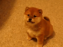 养一只笑眯眯的柴犬,保你每天乐观好心情
