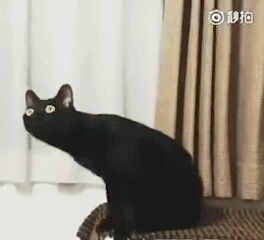 音乐表情包黑猫