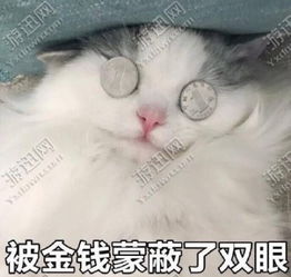 被金钱蒙蔽了双眼猫咪表情包下载被金钱蒙蔽了双眼猫咪表情包app下载被金钱蒙蔽了双眼猫咪表情包手机版下载