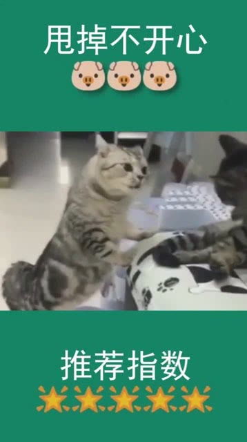 成精了别解释,猫咪教训不睡觉的猫,这表情太到位了,必须给满分