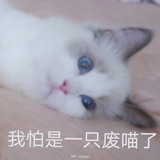 双眼迷离表情包奇怪的猫咪