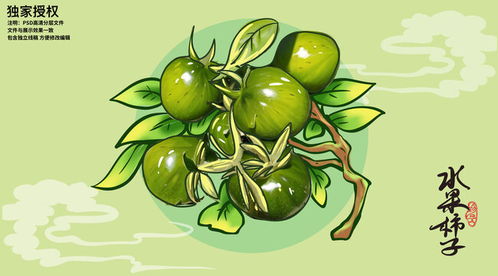 手绘水果插画小番茄