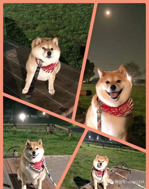 我不想我不想我不想回家这贪玩的柴犬,简直是一行走的表情包