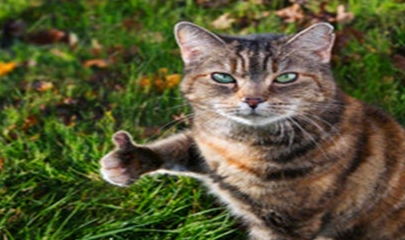 猫叫表情包幽默笑话