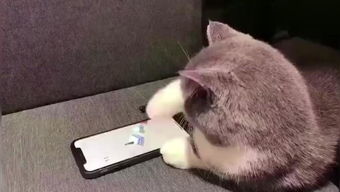 猫咪是怎么过来的莫非这就是传说中的缩骨功