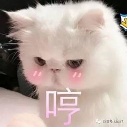 猫猫可爱表情包