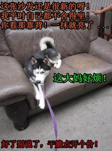 盘点坚挺先生的呆萌哈士奇angle微博走红的那些段子2