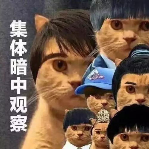 猫叫表情包让东