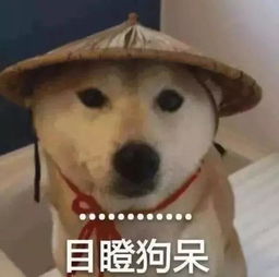 原谅我第一次看到狗崽子们是这样打架的笑出了猪叫声