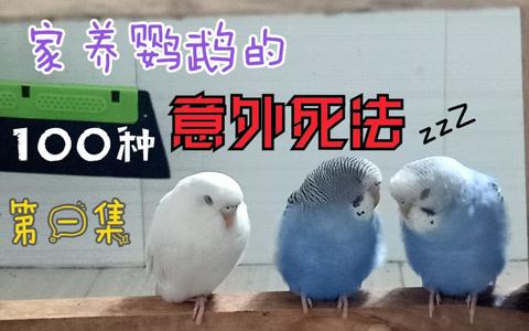 家养鹦鹉的一百种意外死法一