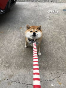 我不想回家这贪玩的柴犬,简直是一行走的表情包