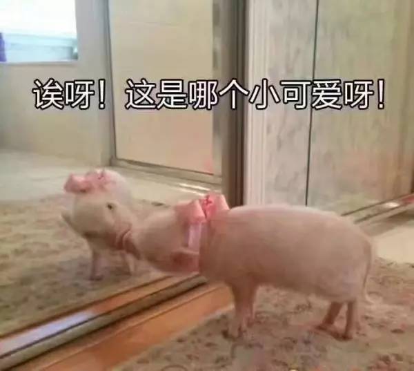 哈哈哈,史上被黑得最多的种族,竟然是它