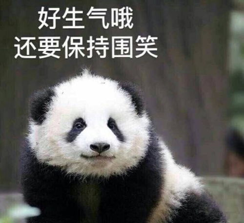 熊猫举手表情包桌垫