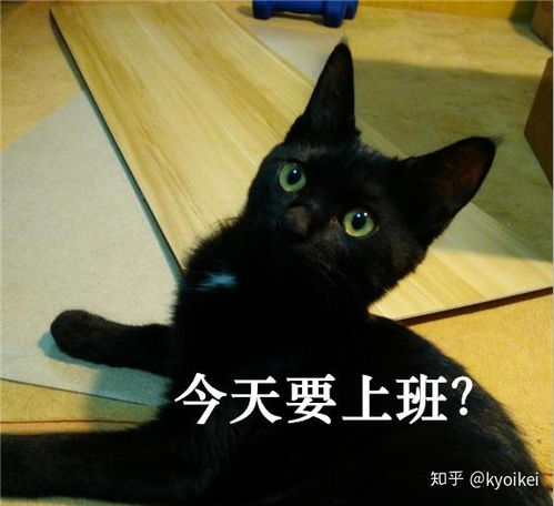 猫狗表情包微信公众号遮阳板