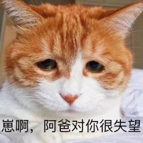 壁纸头像超可爱搞笑猫咪表情包