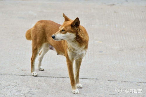 为什么人们会瞧不起中华田园犬