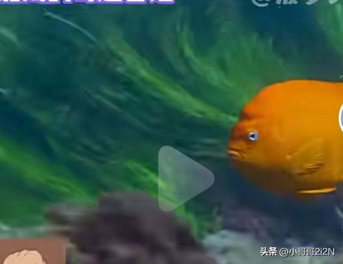 怪不得打捞海胆的时候,会有鱼儿帮忙引路,原来是有仇啊笑麻了