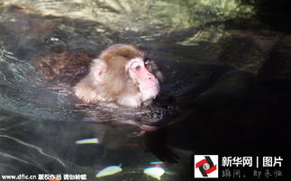 韩国寒流来袭猴子泡温泉表情销魂
