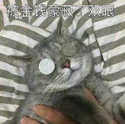 一个有表情包的软件叫什么猫咪