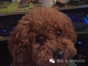 原来泰迪也是一个表情包