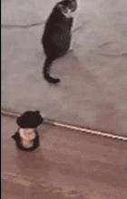 每日一笑,真好奇害死猫