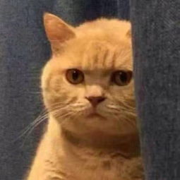 请问这个猫叫什么请多多提供这个猫的表情包