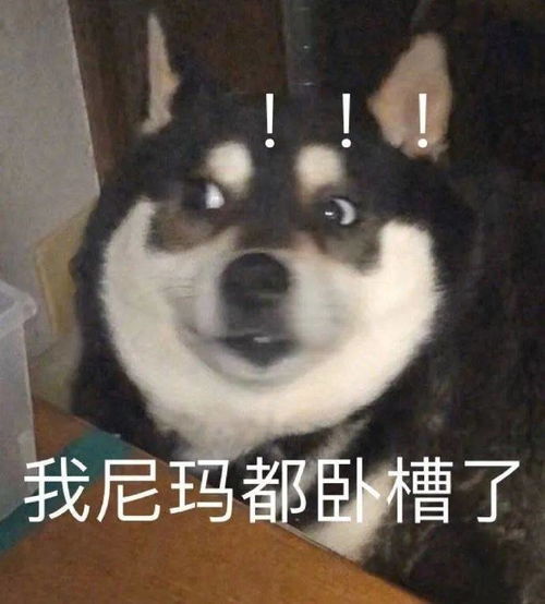 贾玲带人围攻了威震天哈哈哈哈哈这是什么奇葩画面