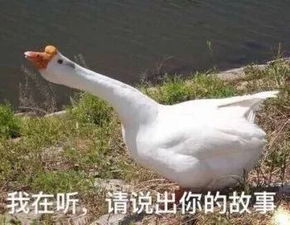 假如你系一只鹅,千祈唔好嚟广东