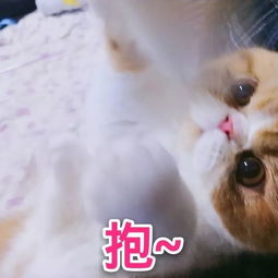 狗狗发抖的表情包宠物
