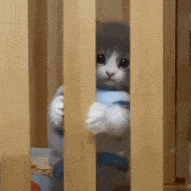 每周猫咪沙雕表情包速存