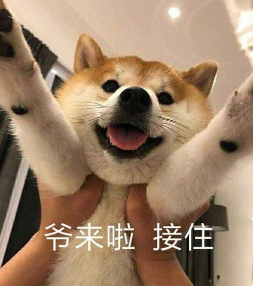 养狗有哪些好处据说这几点是有科学依据的