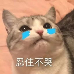 lol竟还藏着这些没发的皮肤泳池派对阿狸卡特真是太美了