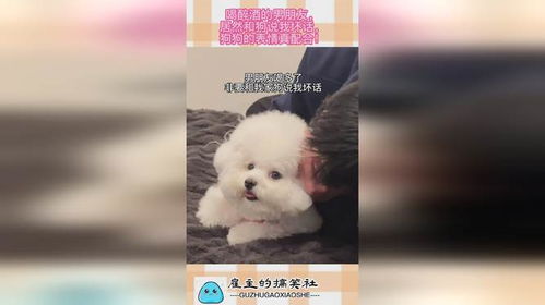 喝醉酒的男朋友,居然和狗说我坏话,狗狗的表情真配合
