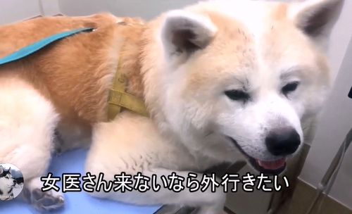 秋田犬去医院打针,中途换成男医生后,狗子的表情变了
