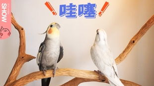 可爱的走地鸡不让摸这要怎么办
