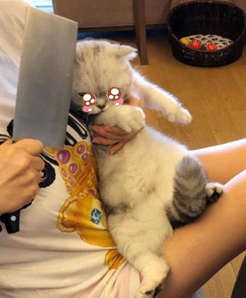 猫咪剪指甲总不肯配合,女子掏出一把菜刀后顿时老实了算你狠