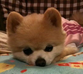 俊介犬随地大小便,那是因为你不了解它