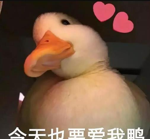 萌宠小鸭鸭也太可爱了吧,鸭鸭表情包,你值得拥有