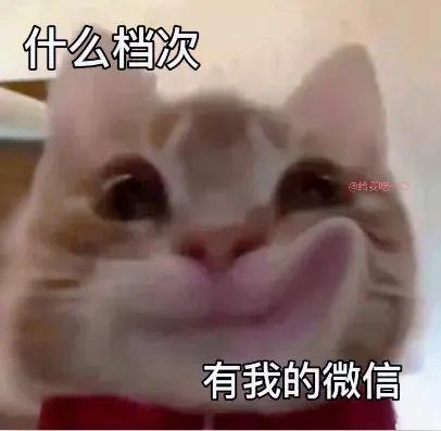 最新歪嘴猫自怕表情
