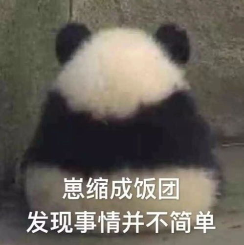 可爱小表情包熊和熊猫