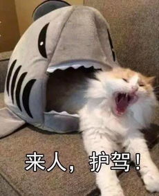 萌猫表情包