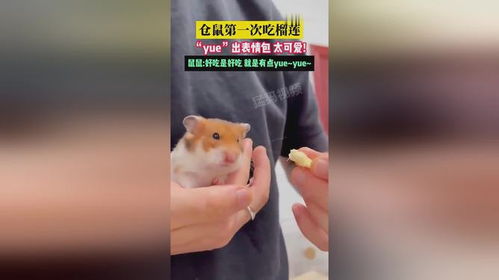 仓鼠第一次吃榴莲,yue出表情包