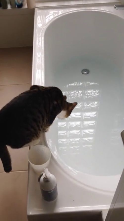 好奇害死猫