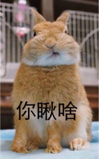 上海热线海派文化频道上海话里简单几个字却老有腔调胜过千言万语