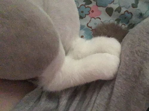 腿腿萌宠表情包猫猫猫铲屎官猫奴堆糖,美图壁纸兴趣社区