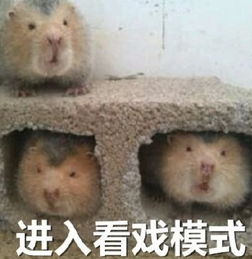 女大学生把日本民宿住成垃圾堆,还说因为自己爱国,别不要脸了